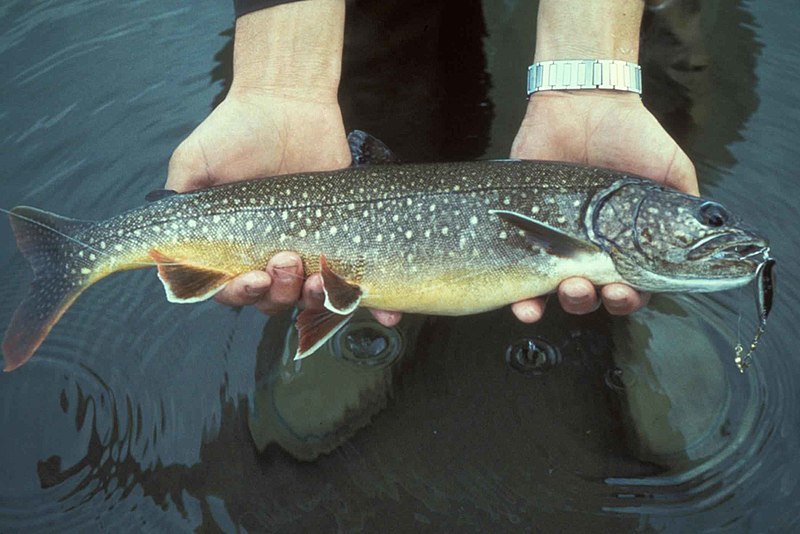 Lake trout fish in hands salvelinus namaycush U.S. Fish and Wildlife Service, Public domain, via Wikimedia Commons