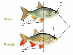 L ombre Commun Thymallus Thymallus Poisson De Rivi re l-ombre-commun-thymallus-thymallus-poisson-de-rivi-re