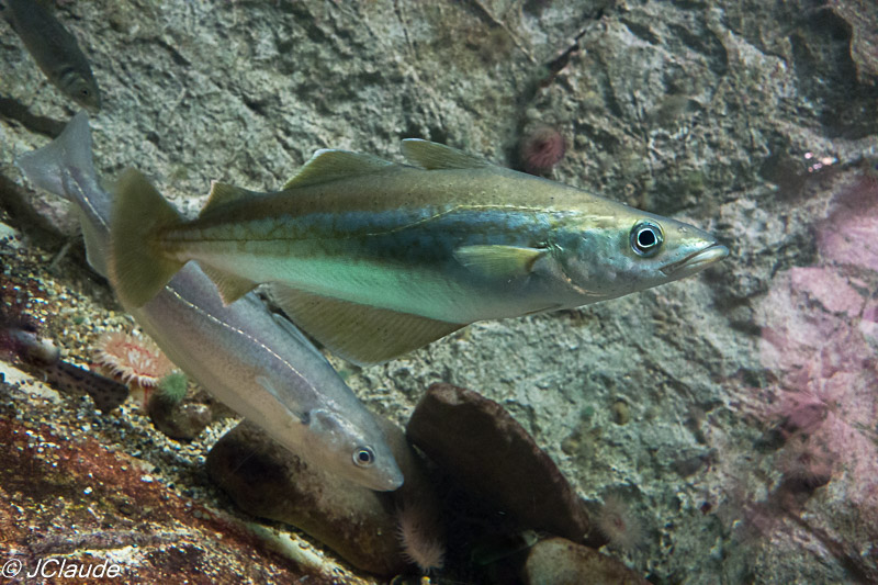 Lieu jaune, photographie prise à l’aquarium Estran, la cité de la mer - Dieppe, 2016