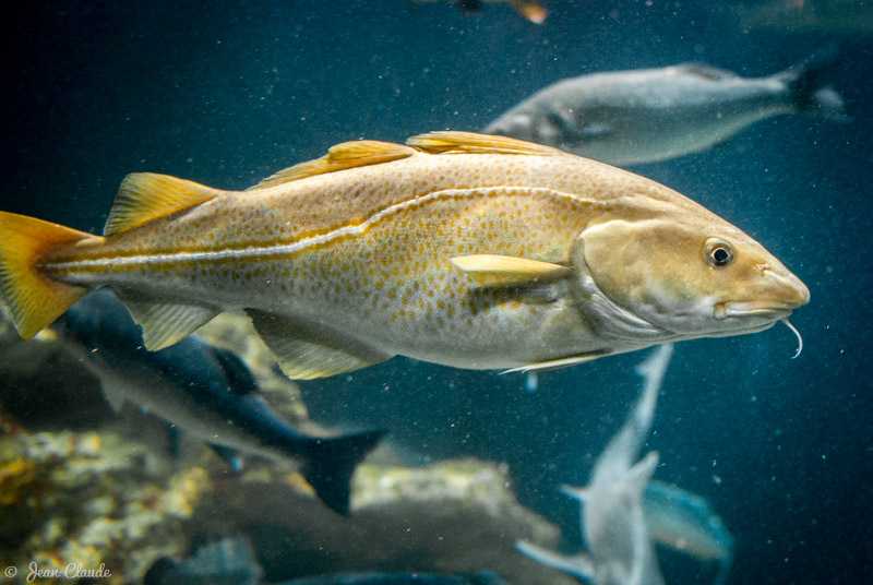 Morue, aquarium de Maréis à Étaples, 2012