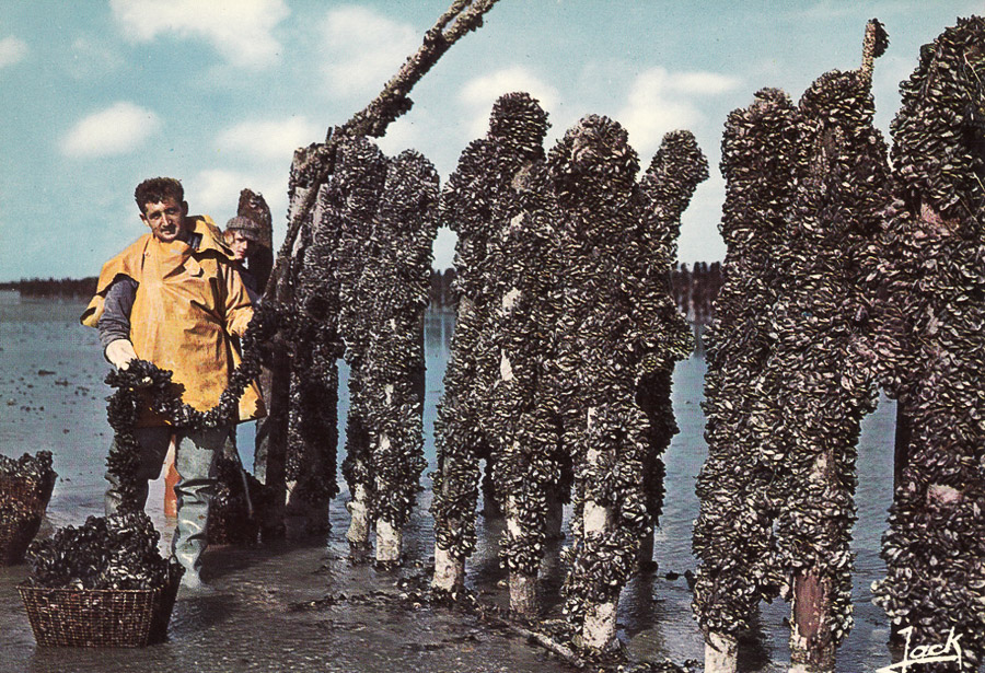 Carte-postale semi moderne (1970) - 56 - Mytiliculture - Pénestin - Culture de la moule sur bouchots à l'embouchure de la Vilaine à Pénestin