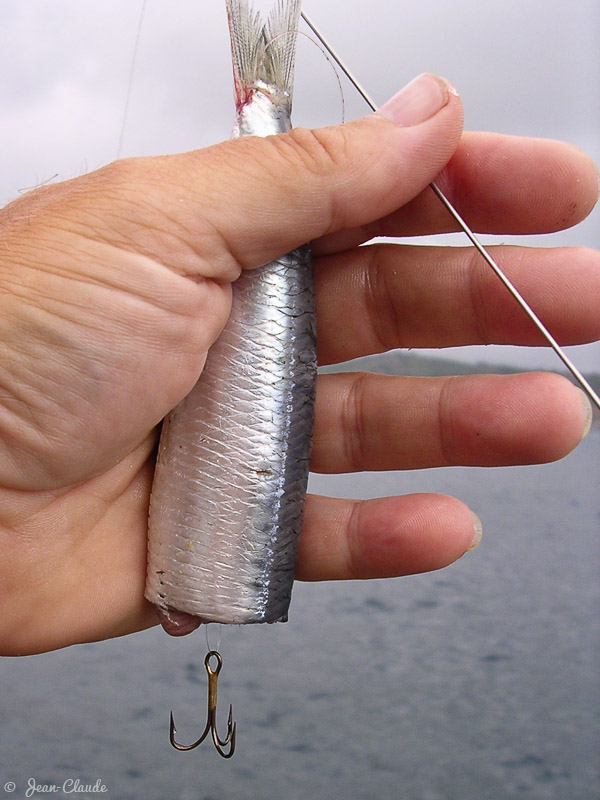 3. Passer le fil de l’empile à travers le chas et enfiler le fil à travers le corps de la sardine