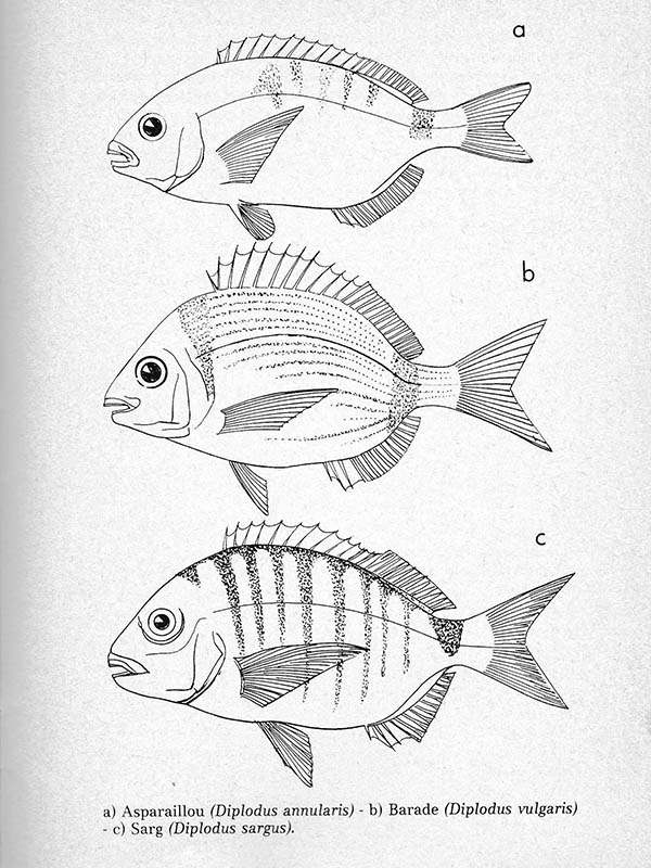 Extrait du livret d’information disponible au laboratoire Arago, 1972