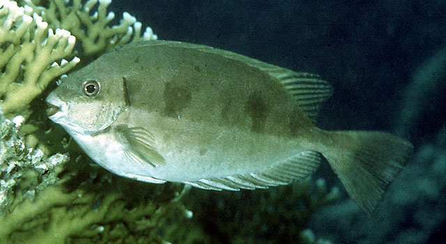 Siganus luridus - photographie Fishbase