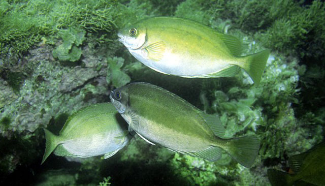 Siganus luridus - photographie Fishbase