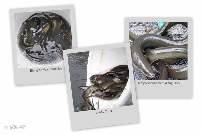 Rempoissonnement d’anguilles à l’étang de pêche de Wambrechies - Nord