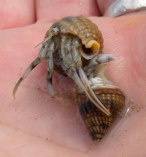 Un bernard l’ermite trouvé le long du rivage dans le Nord de la France