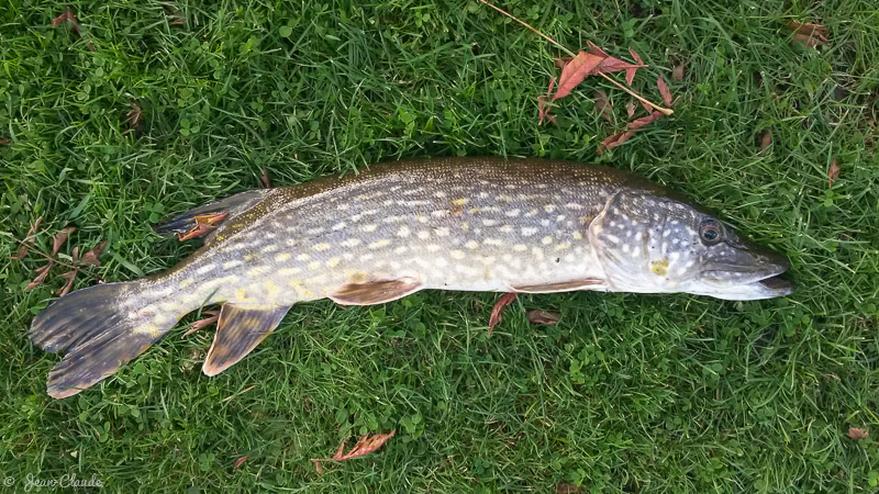 Brochet 77 cm 2,5 kg pris au poisson-nageur