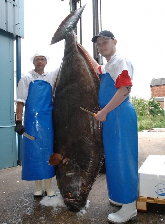 Flétan de 203 kg - photo Zigounet