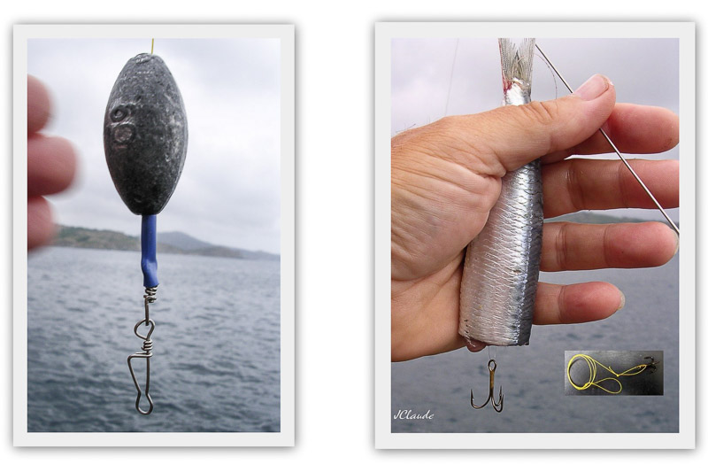 Montage : pêche au posé à la sardine