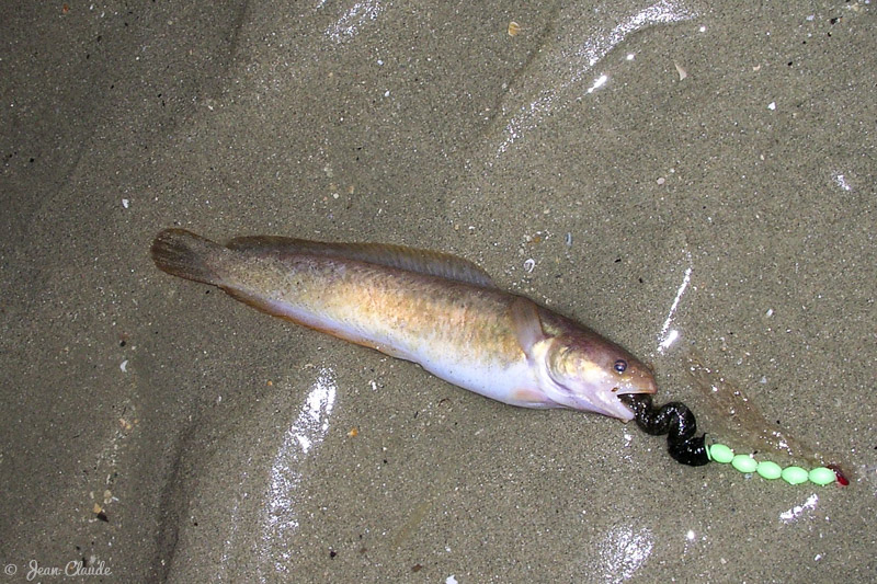 Motelle prise sur la plage de Leffrinckoucke, 2007