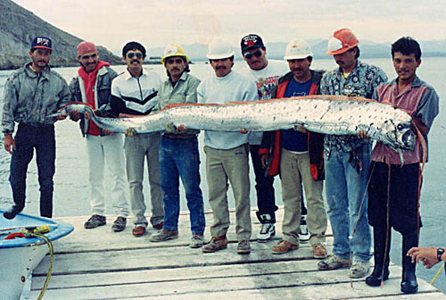 Oarfish Regalecus glesne December 26th 1993 Isla San Marcos B.C.S. Mexico