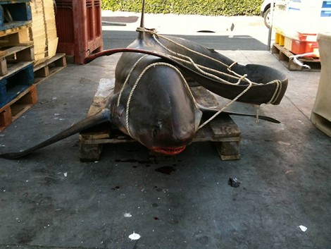 Requin de 4 m - photo ouest-france.com