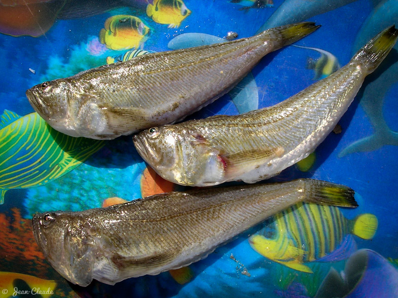 Petites vives capturées sur la digue du Braek, 2003