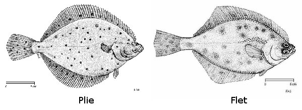 La plie et flet - Dessin fishbase