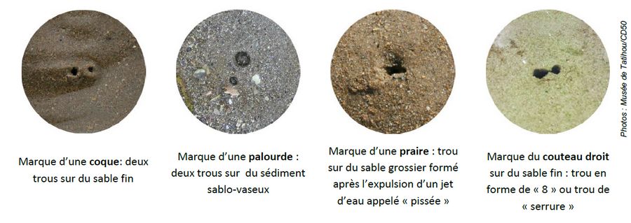 En fonction de la forme des trous et du type de sable, on peut distinguer les marques des principales espèces pêchées à pied