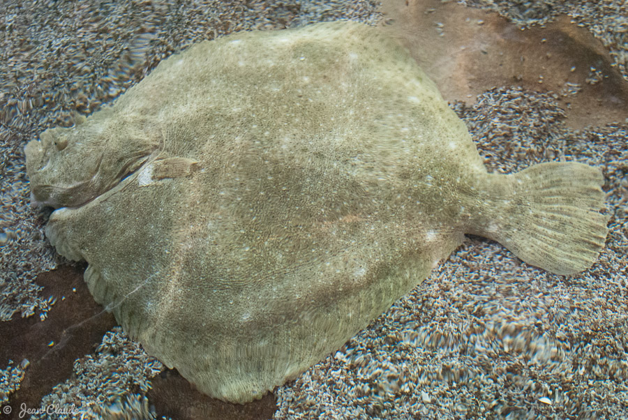 Turbot - Photographie prise à l’aquarium de Maréis - Étaples, Pas-de-Calais, 2010