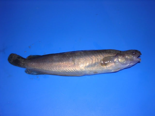 Motelle