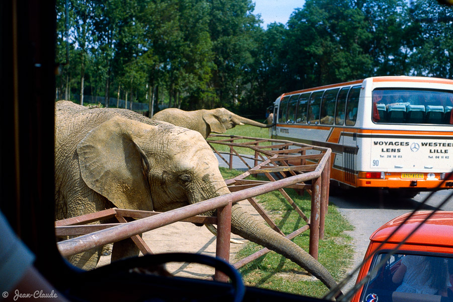 Mammifère Proboscidien - Eléphants sur le chemin du safari-voiture, 1982