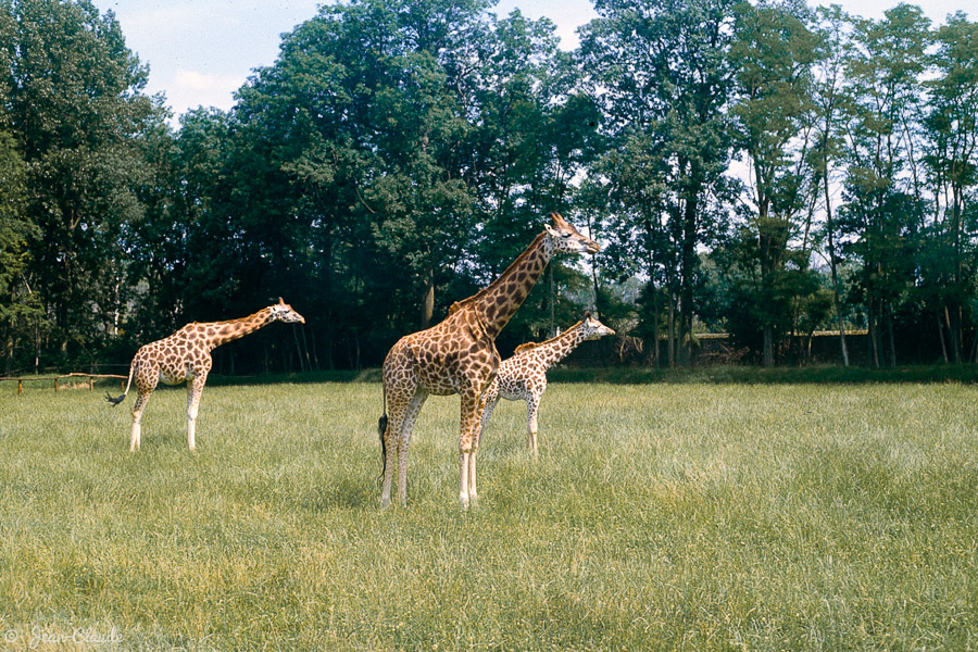 Mammifère Ruminant - Les girafes à St-Vrain, 1982