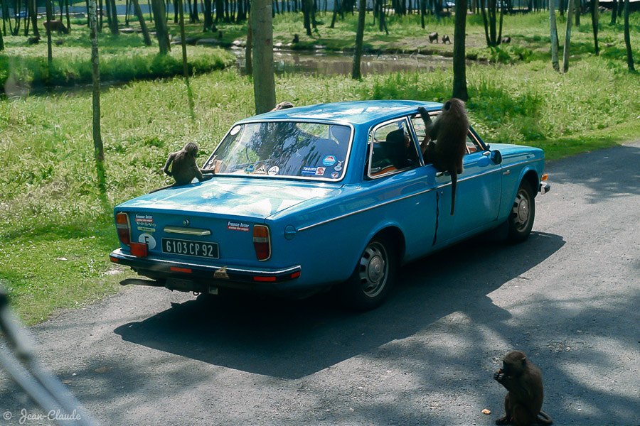 Mammifère Primate - Les singes sur une voiture, 1982