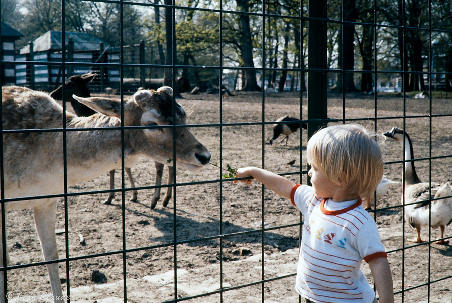 Les animaux de la ferme, Zoo de Lille, 1986 - Reproduction Kodachrome64