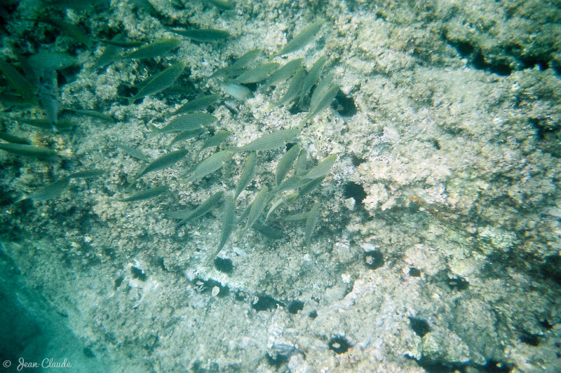 Vue sur les poissons - Réserve Naturelle Marine de Cerbère Banyuls