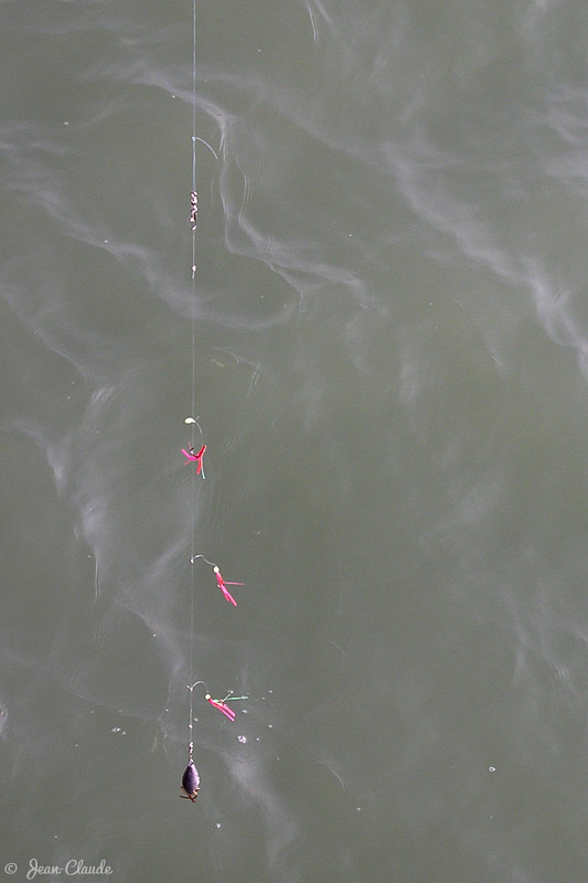 Montage à plumes . Pêche à soutenir le long de l'Estacade de Nieuport, 2004