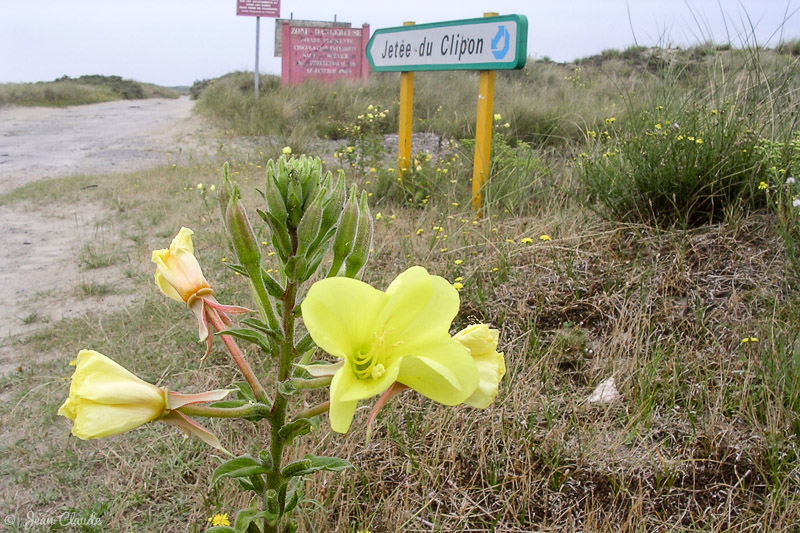 Vers la jetée du Clipon, 2005