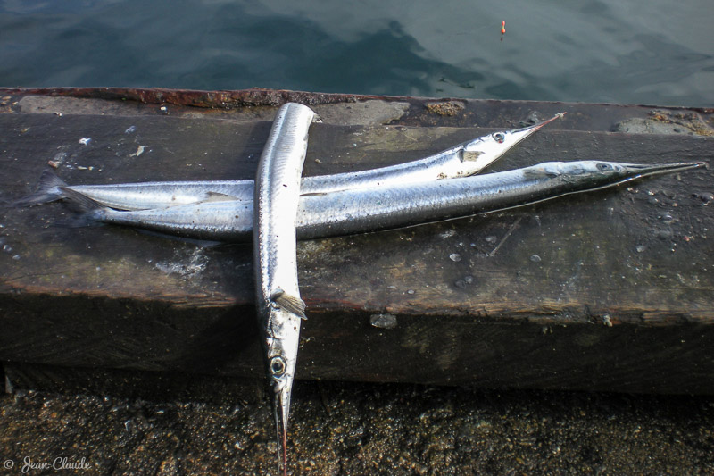 Pêche de l'orphie au port du Rosmeur. - Douarnenez, 2008