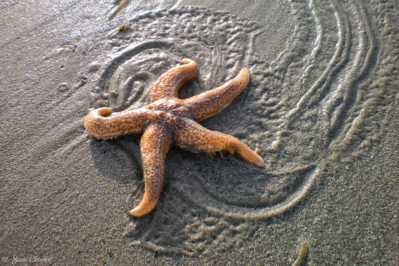 Etoile de mer sur la plage des Ecardines. - Oye-Plage, 2008