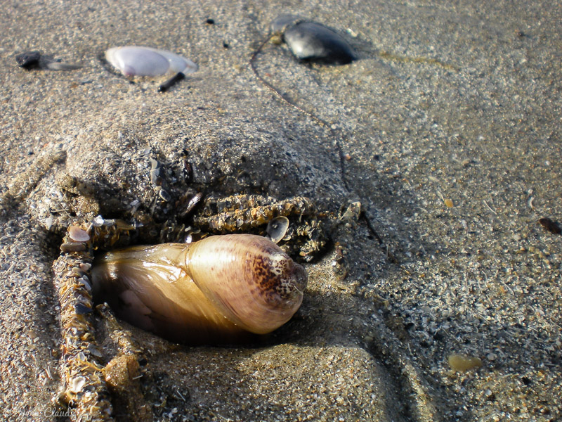 Mye ensablée sur la plage, Oye-Plage 2008