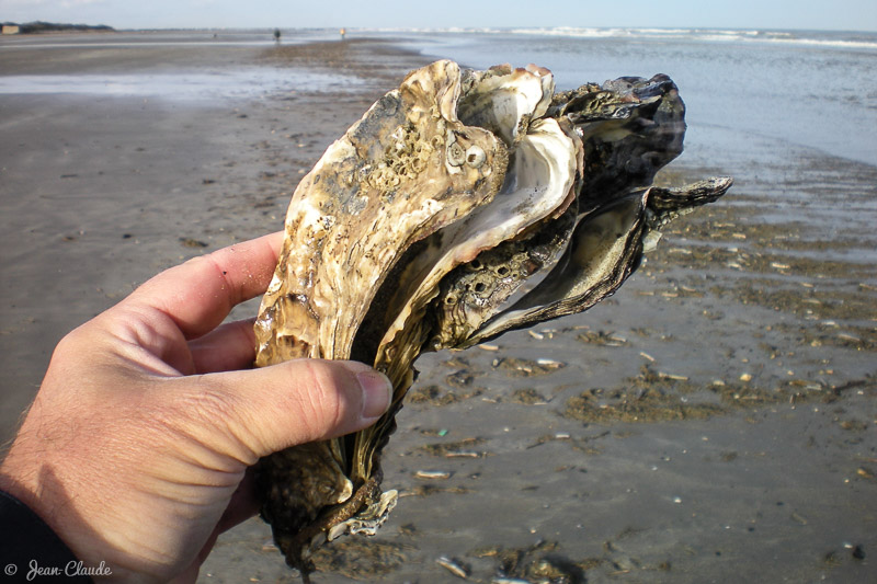 Une huitre vide attestant de la violence de la mer, 2008