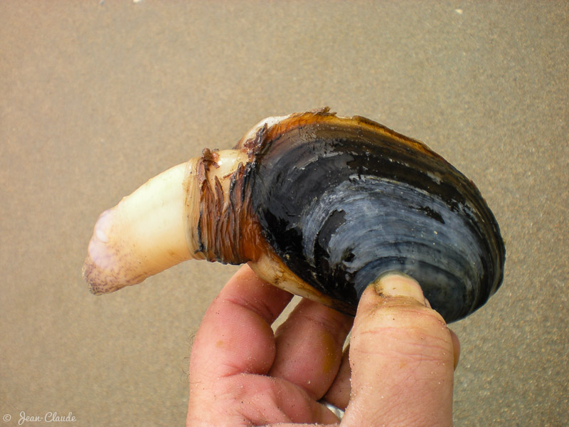 La Mye, coquillage le plus grand des côtes françaises, ici un petit exemplaire, 2008