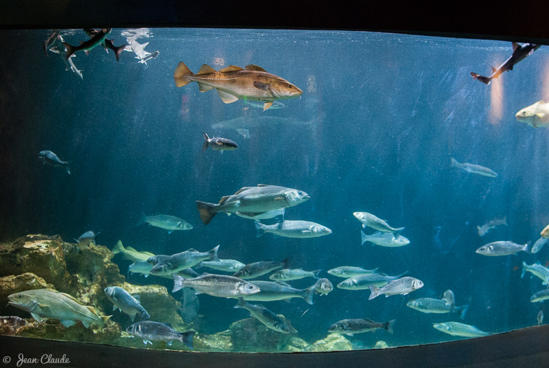 Aquarium de Maréis, 2012