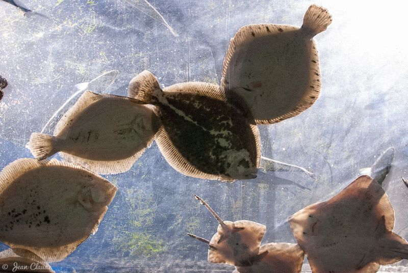 Poissons plats en contre-jour, Maréis, 2012