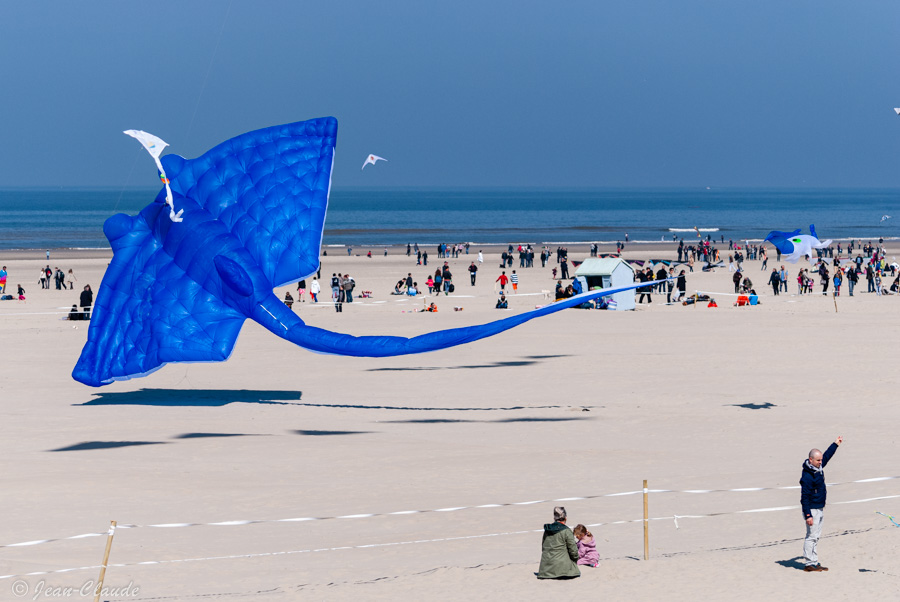 La raie. - Les cerfs-volants de Berck-sur-mer, 2013