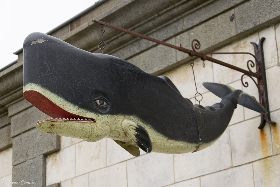 Vous avez dit "baleine" ? - Ile de Ré, 2014