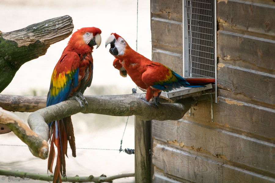 Les aras macao photographiés dans leur volière, 2014