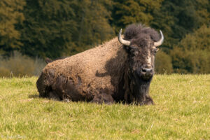 Mammifère Ruminant - Un bison au parc Rêve de Bisons