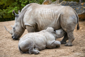 Mammifère Mésaxonien - Allaitement du bébé rhinocéros blanc , 2016