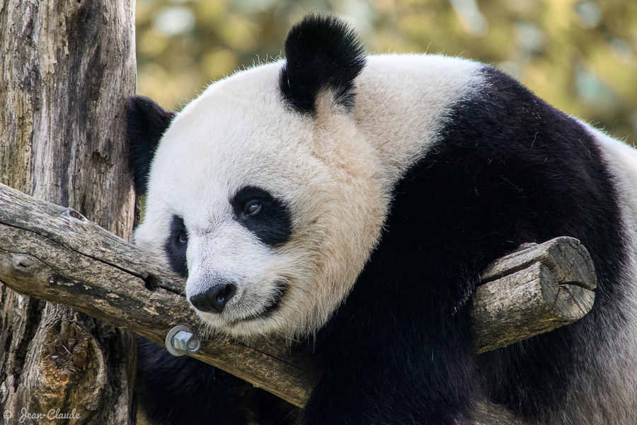 Mammifère Carnassier - Gros plan sur le panda, 2016