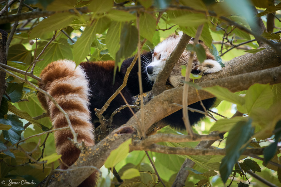 Mammifère Carnassier - Panda Roux dans les bras de Morphée, 2016
