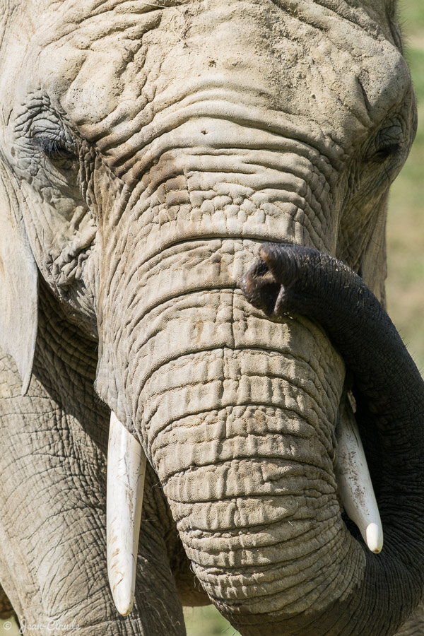 Mammifère Proboscidien - Eléphant en rentre-dedans, 2016