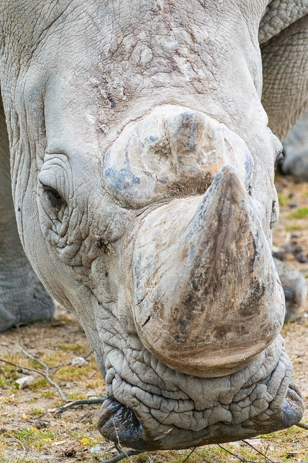 Mammifère mésaxonien - Portrait d'un rhinocéros blanc, 2016