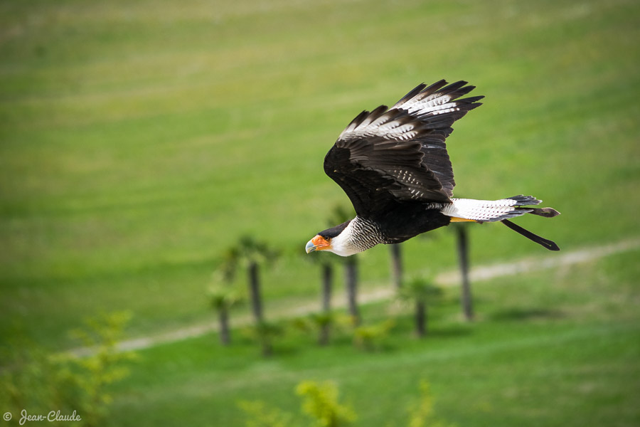 Oiseau Falconiforme - Caracara huppé en vol au spectacle Les Maîtres des Airs du zoo de Beauval, 2016