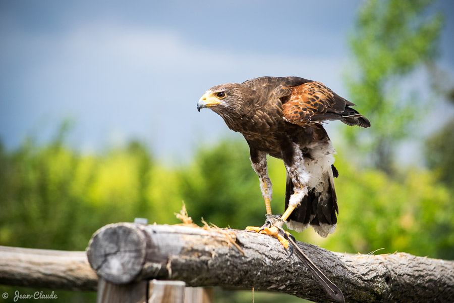 Oiseau Accipitriforme - La Buse variable prêt à répondre à l'appel de son maître fauconnier, 2016