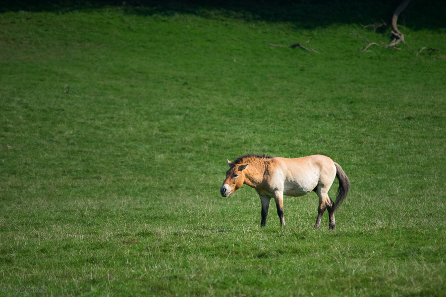 Cheval de Przewalski. - Parc animalier de Han, Belgique 2016