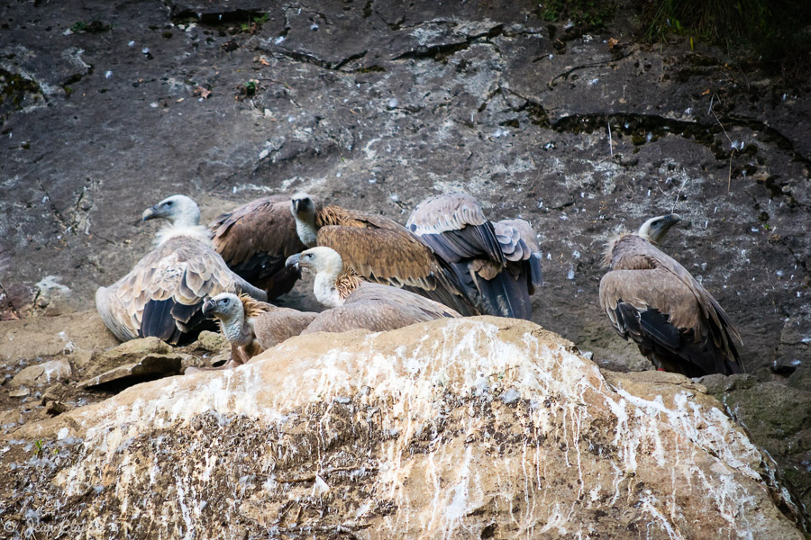 Les vautours fauves. - Domaine de Han, Belgique 2016