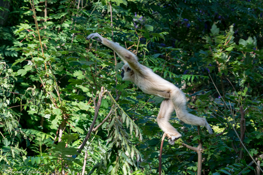 Le Gibbon lar au zoo d'Amiens